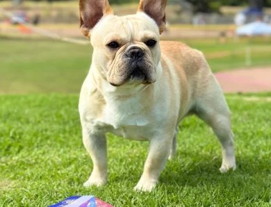 Prince French Bulldog