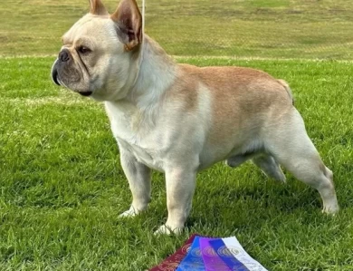 Prince French Bulldog