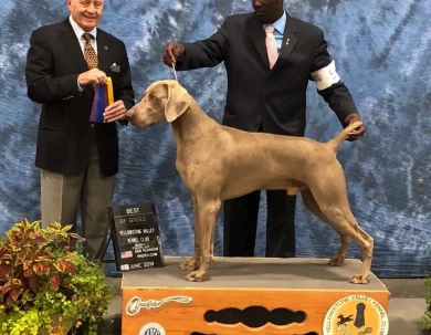 CH Regen's Covey Rush @PM JH NSD NA Weimaraner