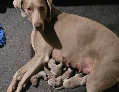 Lazy Hearts PM Hurricane Warning  Weimaraner