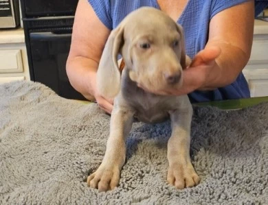 Brown collar Weimaraner