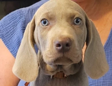 Brown collar Weimaraner