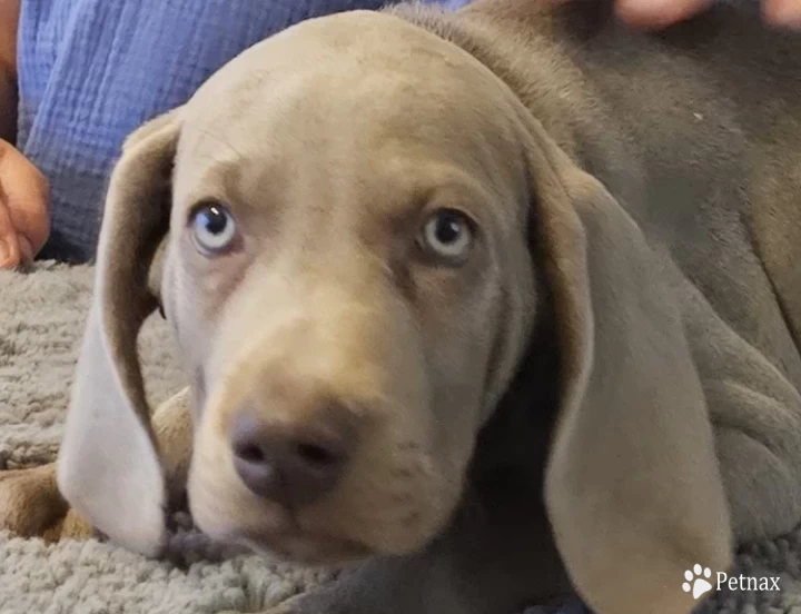 Brown collar Weimaraner