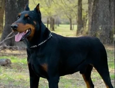 Boaz The Kinsmen Redeemer Doberman Pinscher