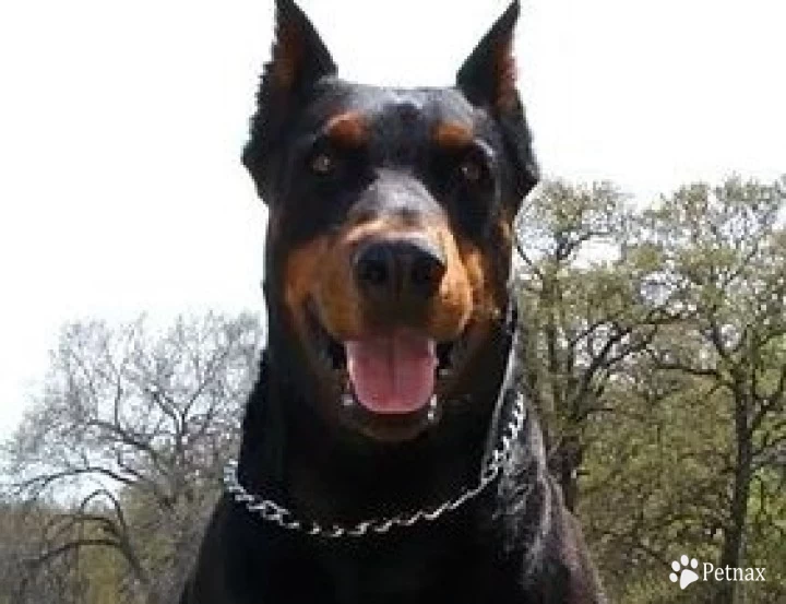 Boaz The Kinsmen Redeemer Doberman Pinscher