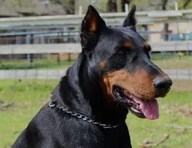 Boaz The Kinsmen Redeemer Doberman Pinscher