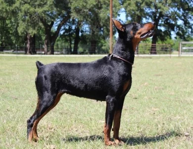 Eleazar De Grande Vinko Doberman Pinscher