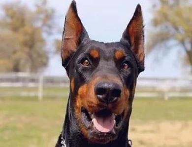 Eleazar De Grande Vinko Doberman Pinscher