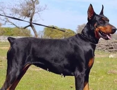 Eleazar De Grande Vinko Doberman Pinscher