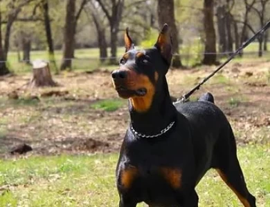 Eleazar De Grande Vinko Doberman Pinscher