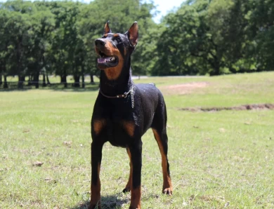 Eleazar De Grande Vinko Doberman Pinscher