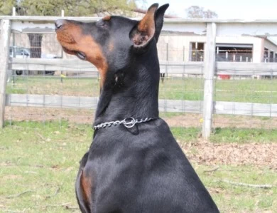 Azul Doberman Pinscher