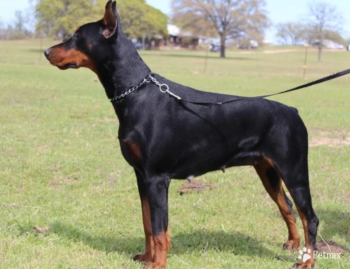 Azul Doberman Pinscher