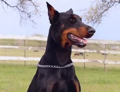 Azul Doberman Pinscher