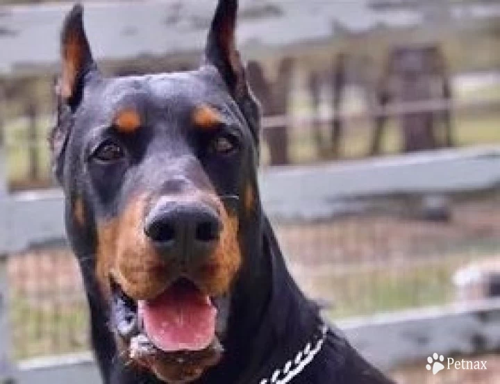 Esteem Doberman Pinscher