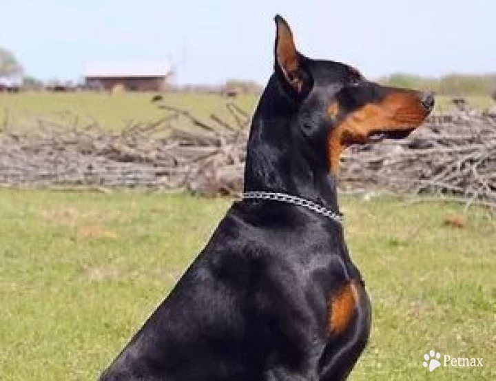 Rahab  Doberman Pinscher