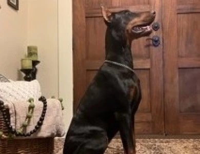 Rahab  Doberman Pinscher