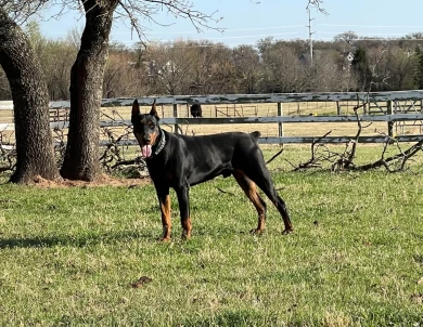 Obed Doberman Pinscher