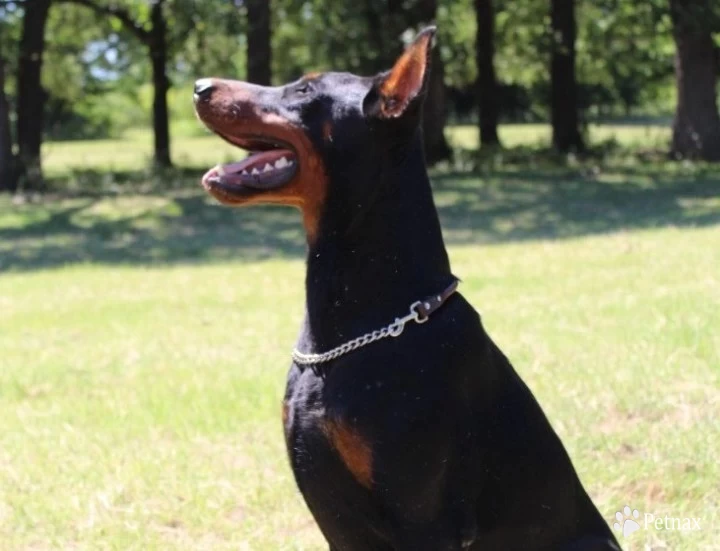 Obed Doberman Pinscher