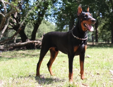 Obed Doberman Pinscher