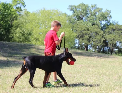 Obed Doberman Pinscher