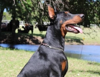 Obed Doberman Pinscher