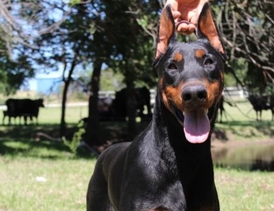 Obed Doberman Pinscher