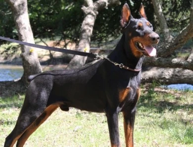 Obed Doberman Pinscher