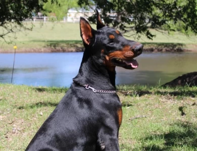 Obed Doberman Pinscher