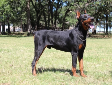 Obed Doberman Pinscher