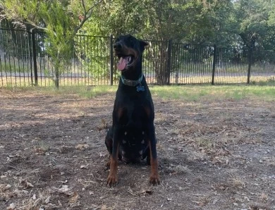 Faree Doberman Pinscher