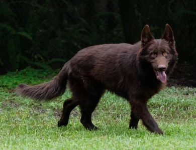 Willy Mammoth German Shepherd