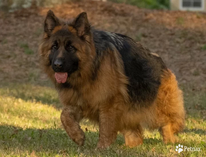 Flora Von Chipsy Taim German Shepherd