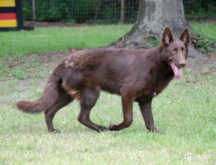 Gurneys Ruskin Chocolate (Ginger) German Shepherd