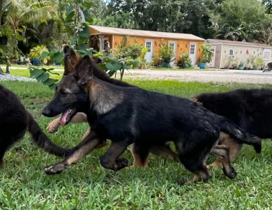 Wolverine German Shepherd