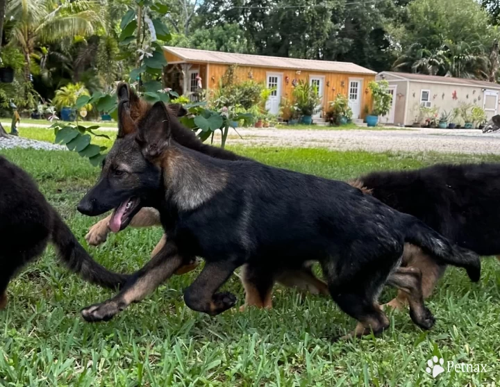 Wolverine German Shepherd