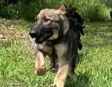 Wolverine German Shepherd