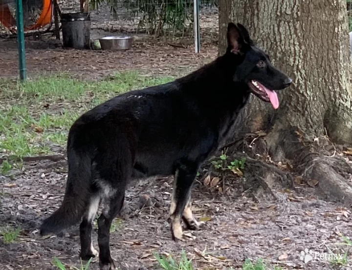 Princess German Shepherd