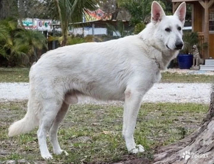 Stormy German Shepherd