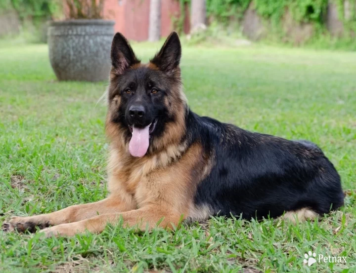 Elena Good Team Loznica (Bianca) German Shepherd