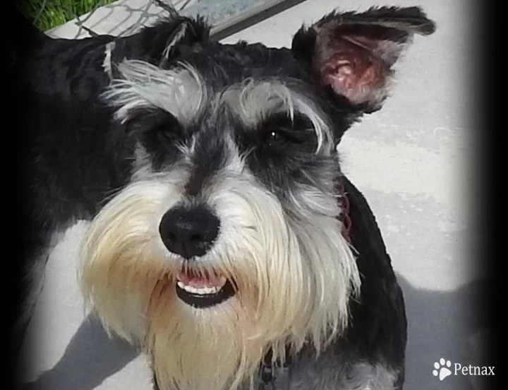 COLEMAN'S BRANDY YOU'RE A FINE GIRL Miniature Schnauzer