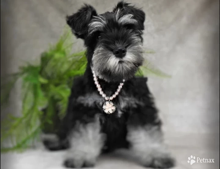 AKC Ingrid Miniature Schnauzer