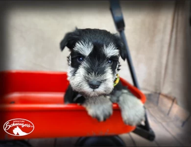 AKC Ingrid Miniature Schnauzer