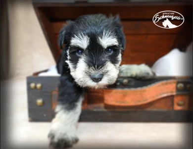 AKC Ingrid Miniature Schnauzer