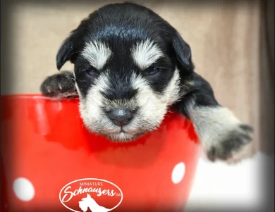 AKC Ingrid Miniature Schnauzer