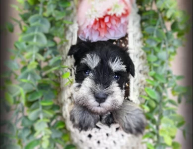 AKC Ingrid Miniature Schnauzer