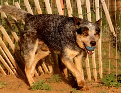 Hawkins The Real Slim Shady  Australian Cattle Dog