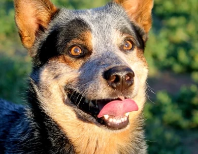 Hawkins The Real Slim Shady  Australian Cattle Dog