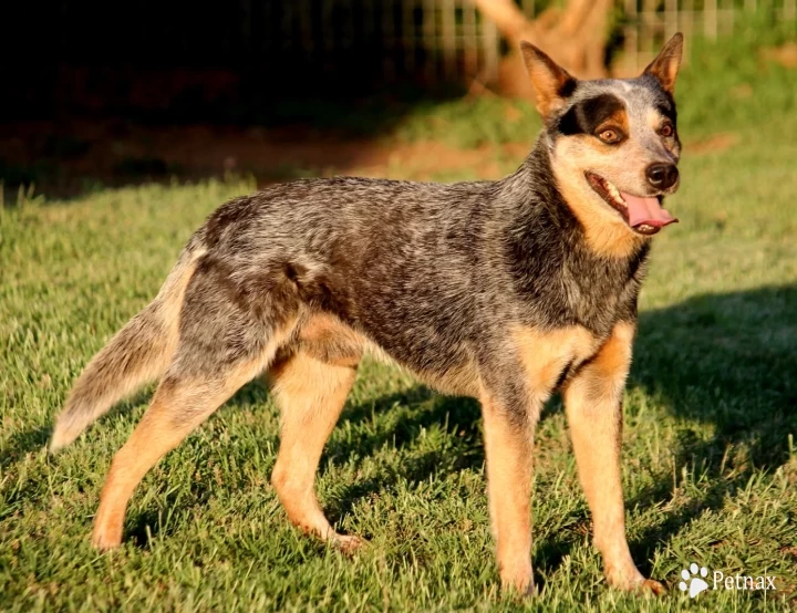 Hawkins The Real Slim Shady  Australian Cattle Dog