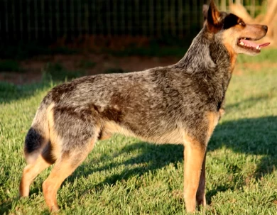 Hawkins The Real Slim Shady  Australian Cattle Dog